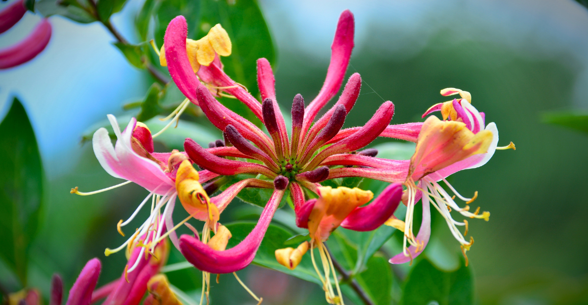 Honeysuckle